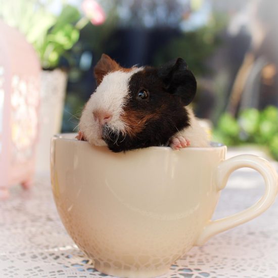 guinea-pig-6768422_1280