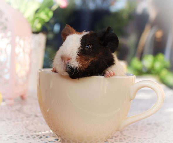 guinea-pig-6768422_1280