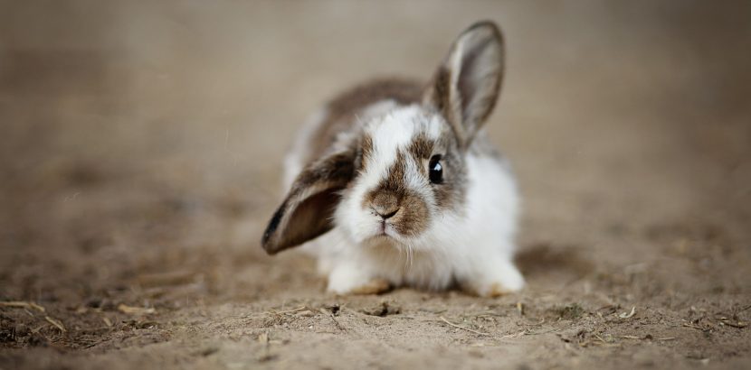 rabbits-4890861_1280