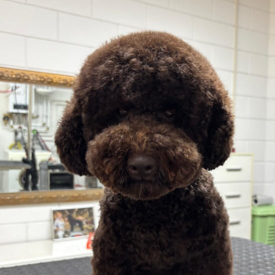 trendy-dog (2)
