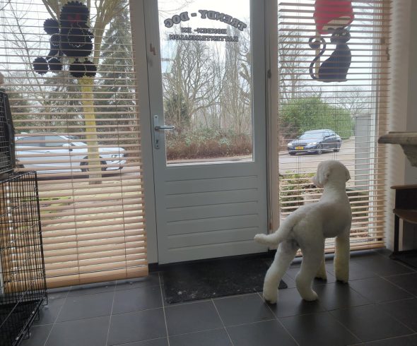 trendy-dog-eindhoven (3) trendy-dog-eindhoven (3)